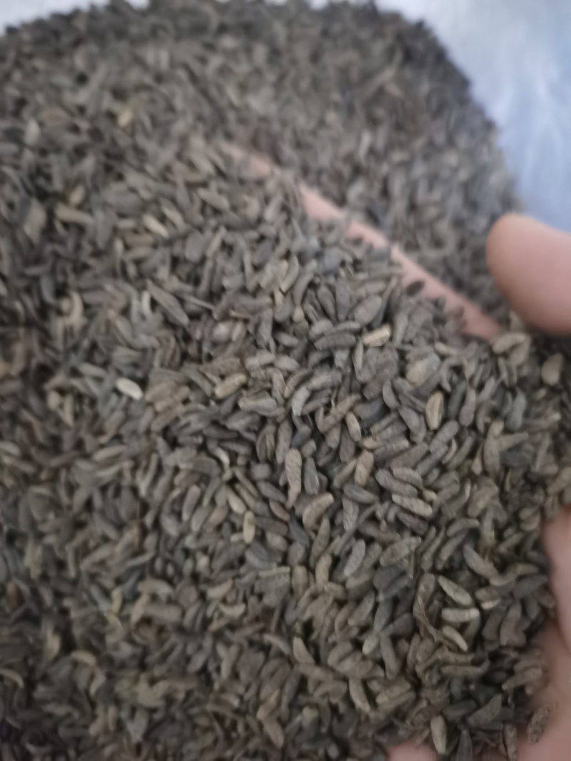 牛蒡子大力子泽润中药批发零售各种中药材