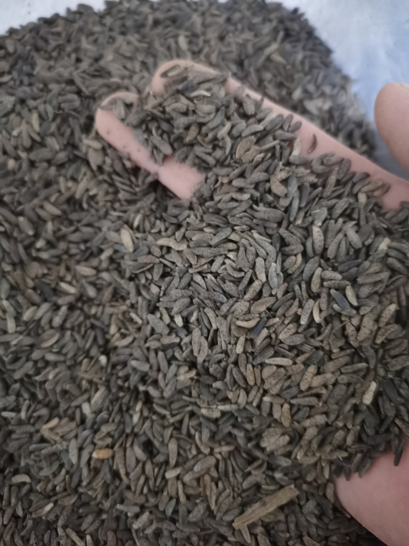 牛蒡子大力子泽润中药批发零售各种中药材