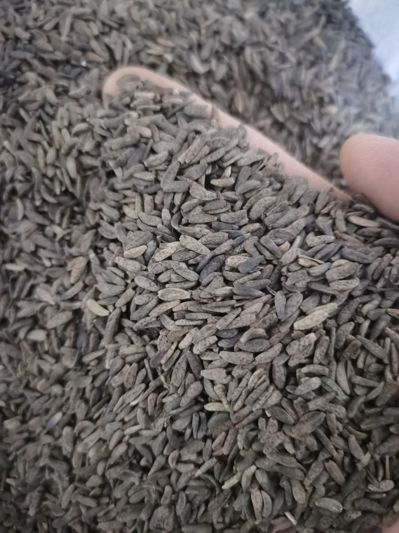 牛蒡子大力子泽润中药批发零售各种中药材