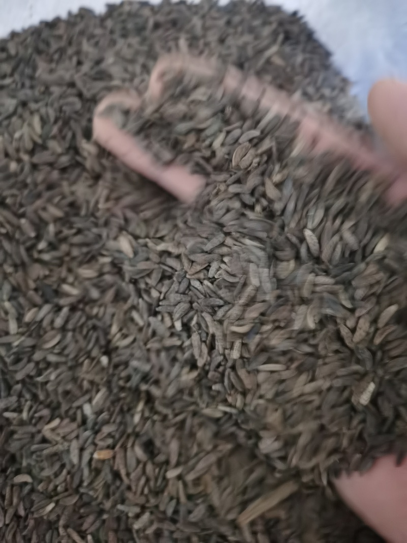 牛蒡子大力子泽润中药批发零售各种中药材