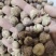 砂仁正品阳春砂仁泽润中药批发零售各种中药材
