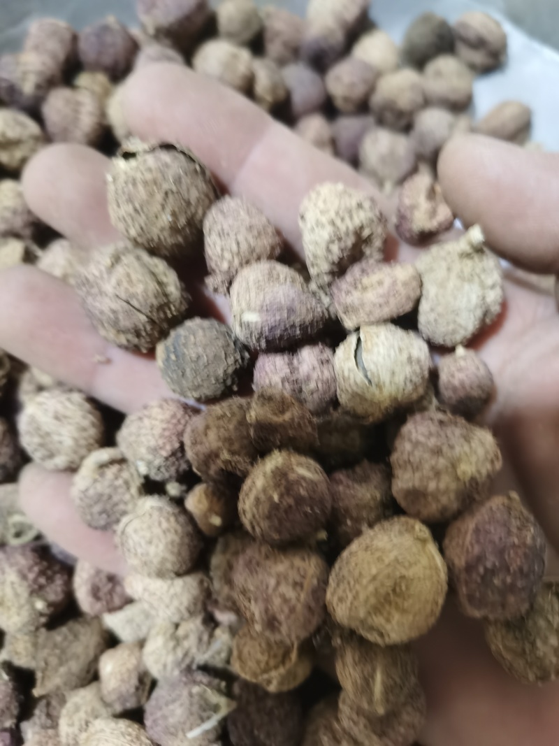砂仁正品阳春砂仁泽润中药批发零售各种中药材