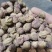 砂仁正品阳春砂仁泽润中药批发零售各种中药材