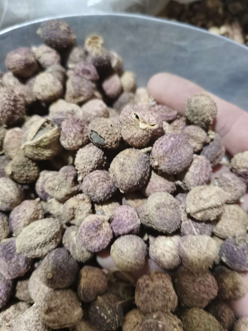 砂仁正品阳春砂仁泽润中药批发零售各种中药材