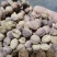 砂仁正品阳春砂仁泽润中药批发零售各种中药材