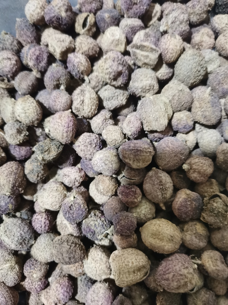 砂仁正品阳春砂仁泽润中药批发零售各种中药材