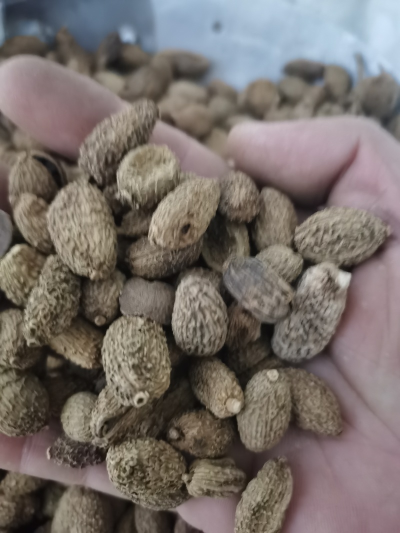 砂仁进口砂仁泽润中药批发零售各种中药材