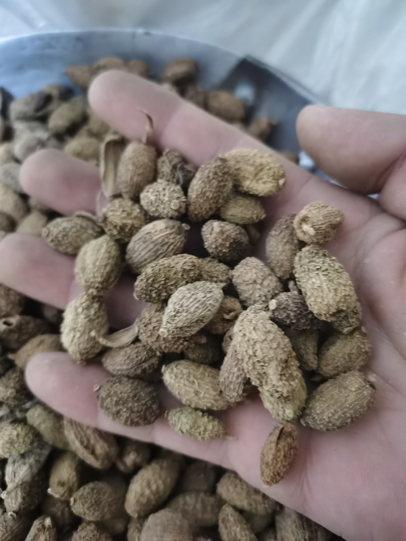 砂仁进口砂仁泽润中药批发零售各种中药材