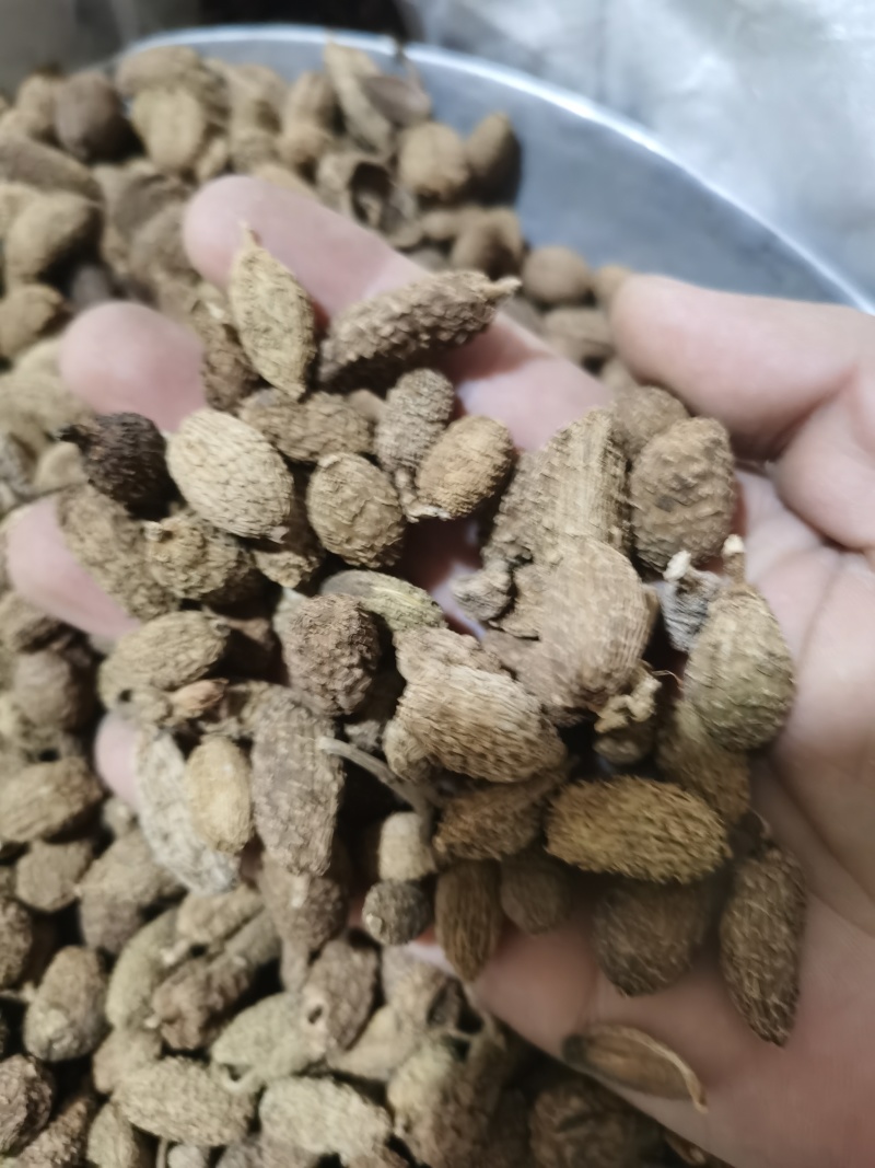 砂仁进口砂仁泽润中药批发零售各种中药材