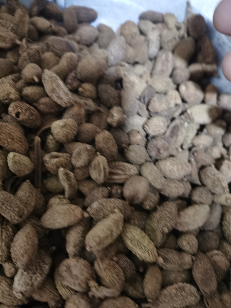 砂仁进口砂仁泽润中药批发零售各种中药材