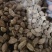 砂仁进口砂仁泽润中药批发零售各种中药材