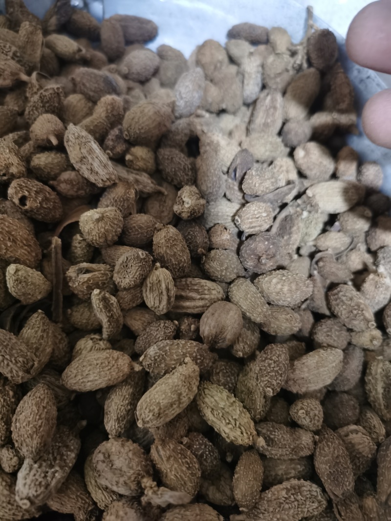 砂仁进口砂仁泽润中药批发零售各种中药材