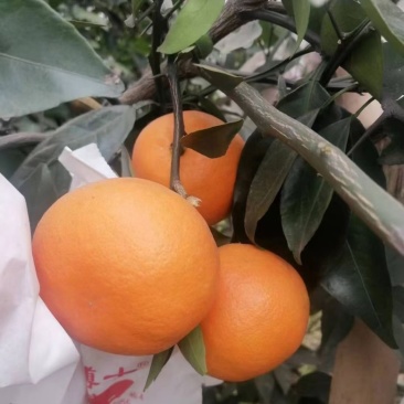 明日见橘子大量上市，口感好，甜度高，一手货源！！
