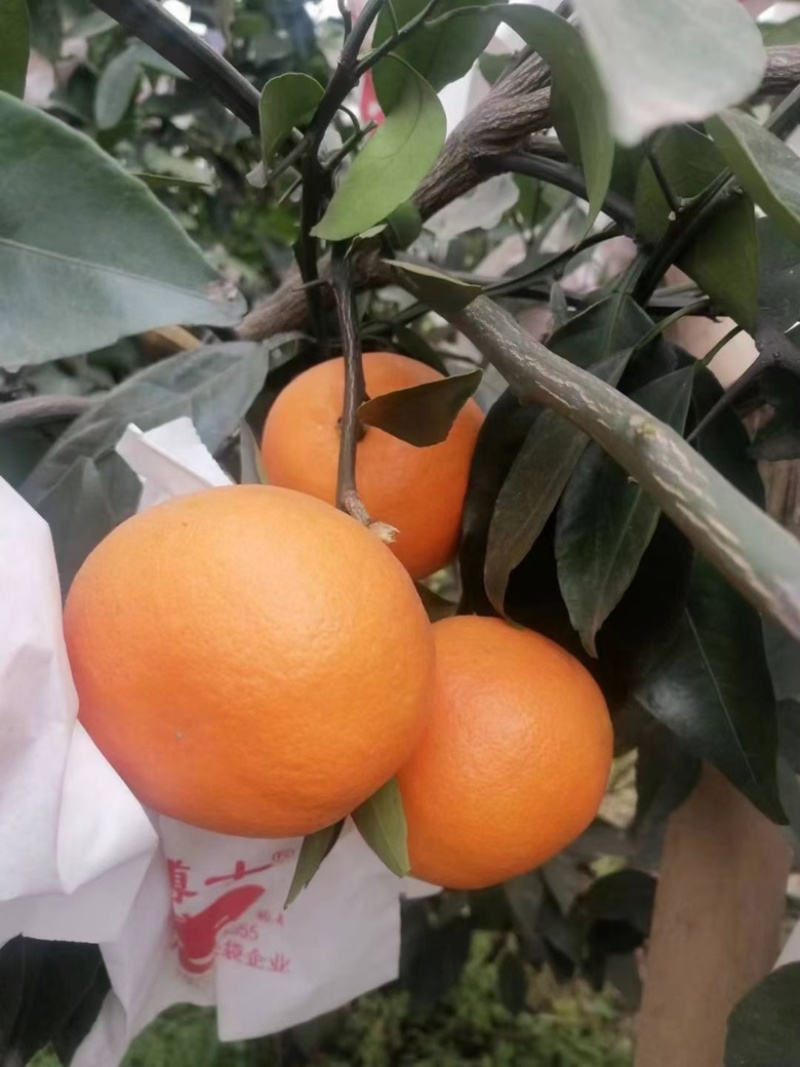 明日见橘子大量上市，口感好，甜度高，一手货源！！