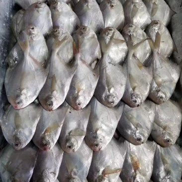 白鲳