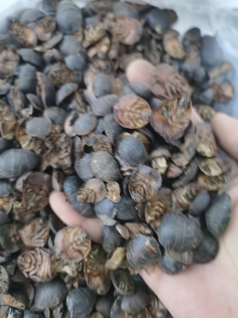 土元土元土鳖虫泽润中药批发零售各种中药材