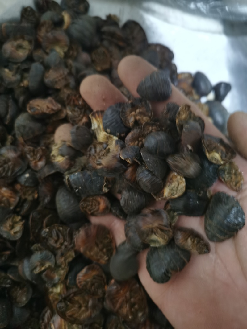 土元土元土鳖虫泽润中药批发零售各种中药材