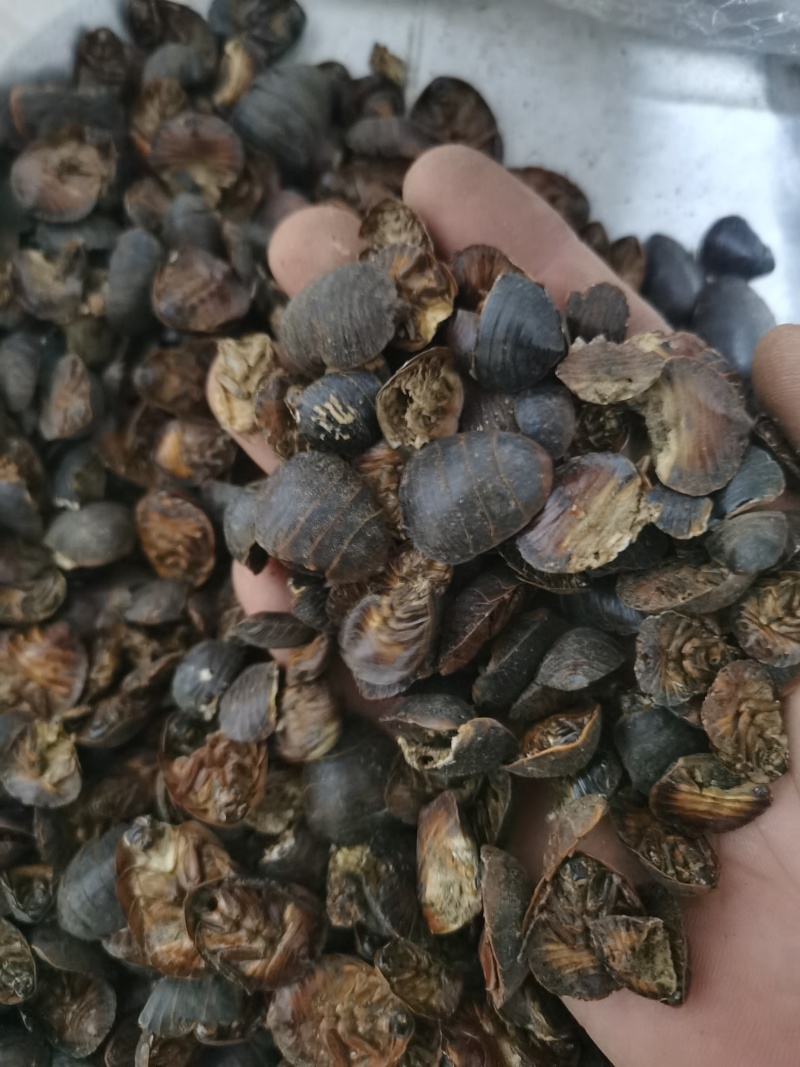 土元土元土鳖虫泽润中药批发零售各种中药材