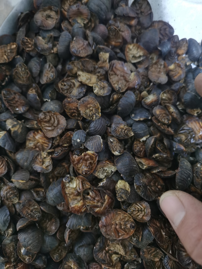 土元土元土鳖虫泽润中药批发零售各种中药材