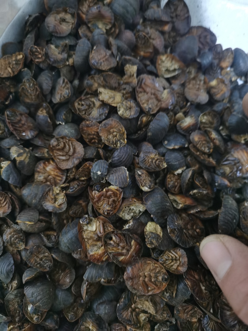 土元土元土鳖虫泽润中药批发零售各种中药材