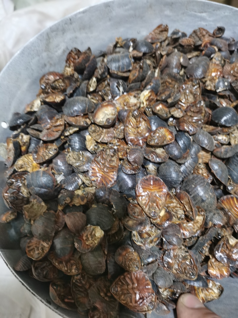 土元土元土鳖虫泽润中药批发零售各种中药材