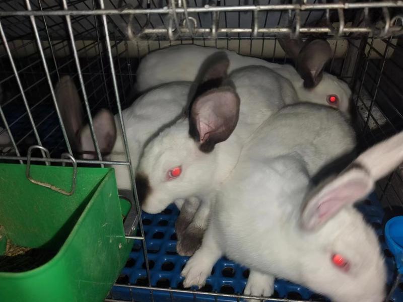 兔子种兔肉兔比利时杂交兔品种纯正全国均可发货