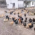 皖南土鸡农家养殖土鸡大量供应常年供应欢迎老板电话订购
