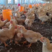 杭州三黄鸡，货源充足产地发货品质保证，欢迎客商来电