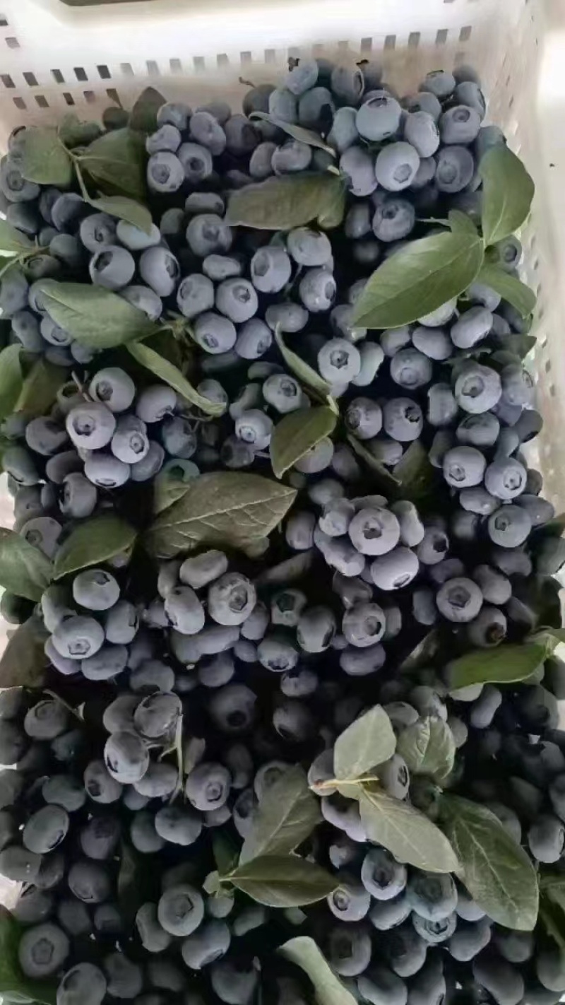 一件代发优质蓝莓，品质保证，规格多样现货