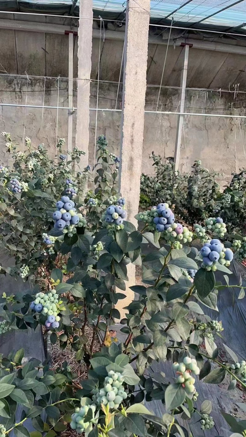一件代发优质蓝莓，品质保证，规格多样现货