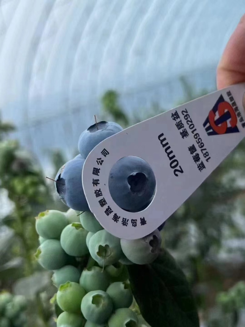 一件代发优质蓝莓，品质保证，规格多样现货