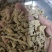 巴戟天巴戟肉中肉泽润中药批发零售各种中药材
