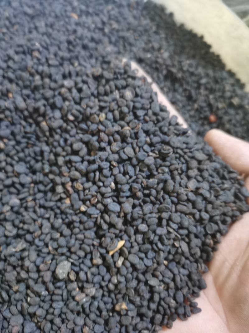 补骨脂无杂质正品补骨脂批发零售各种中药材