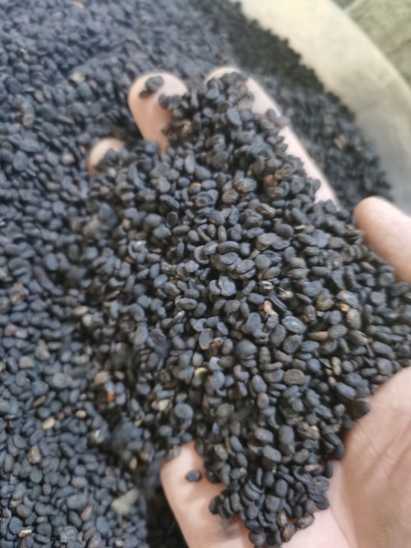 补骨脂无杂质正品补骨脂批发零售各种中药材