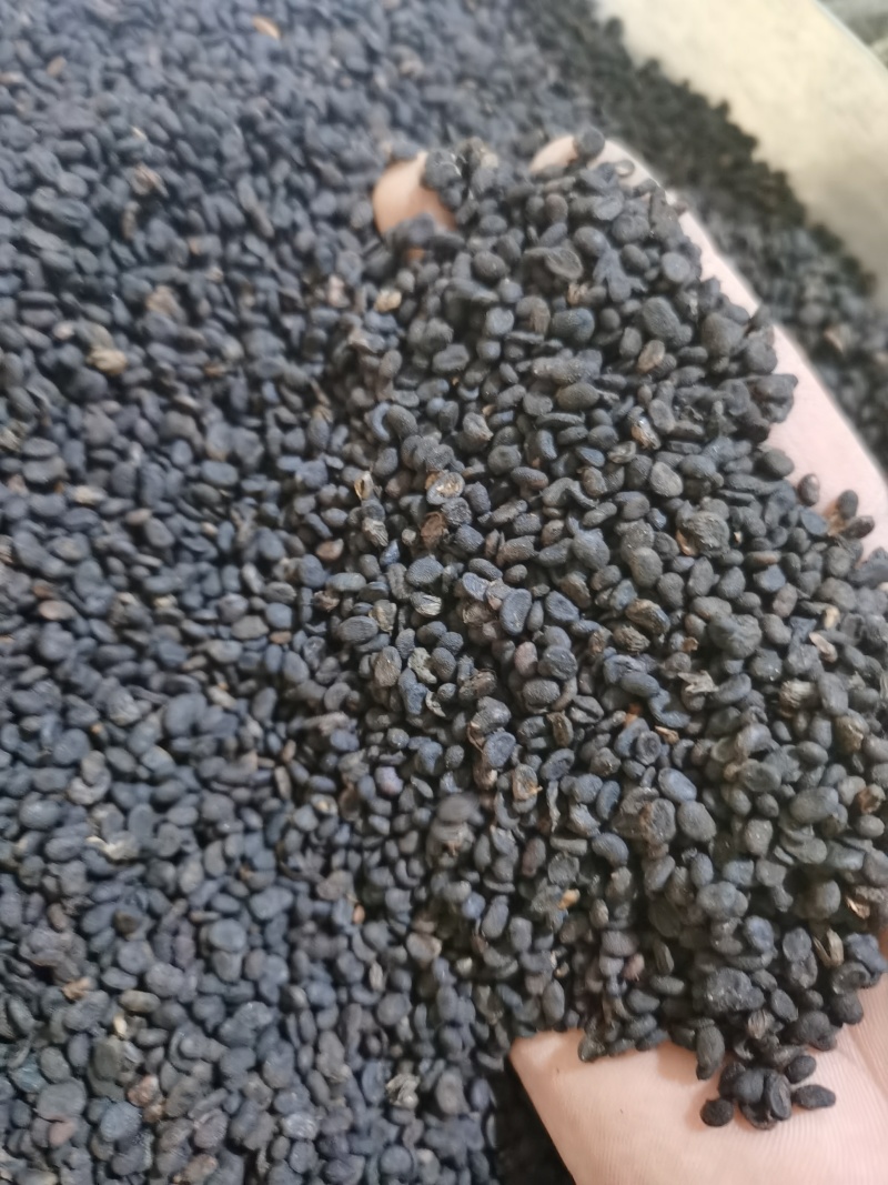 补骨脂无杂质正品补骨脂批发零售各种中药材
