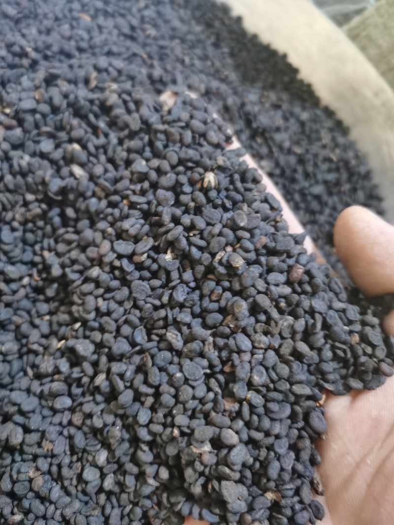 补骨脂无杂质正品补骨脂批发零售各种中药材