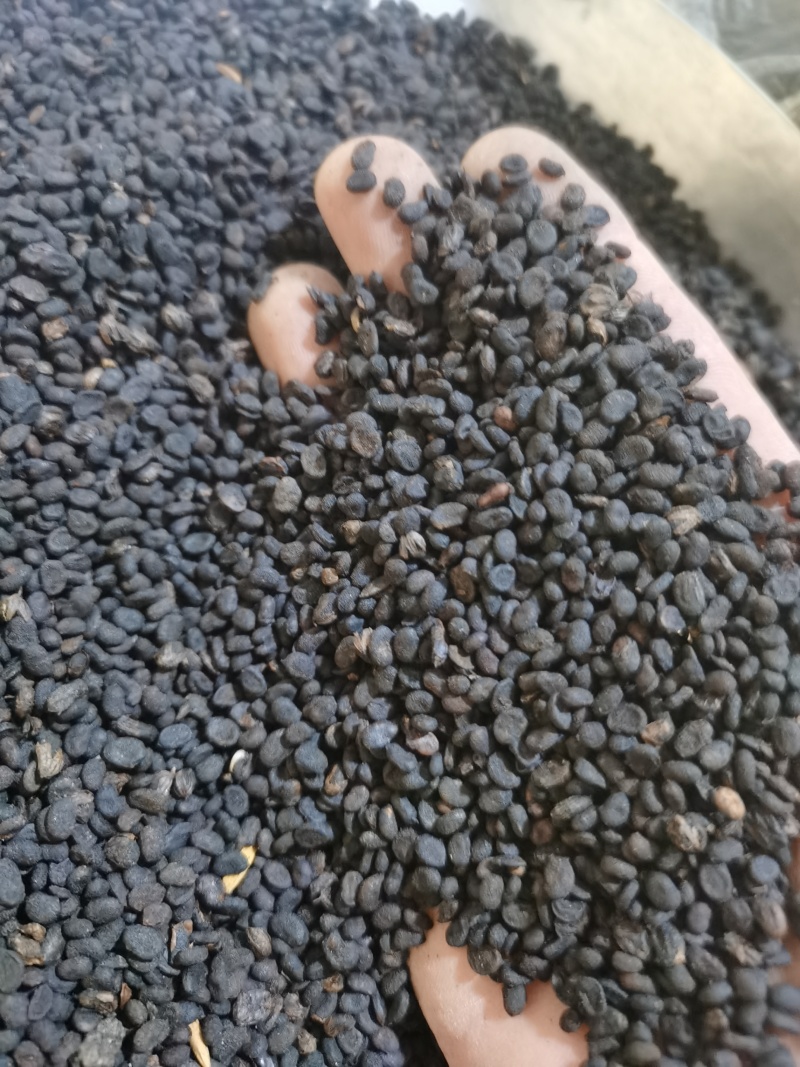 补骨脂无杂质正品补骨脂批发零售各种中药材