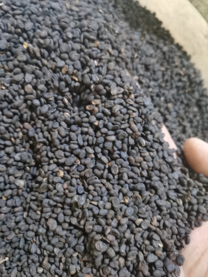 补骨脂无杂质正品补骨脂批发零售各种中药材