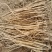 甘肃本地关防风苗
