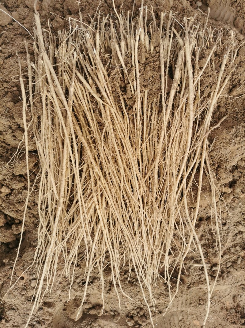 甘肃本地关防风苗