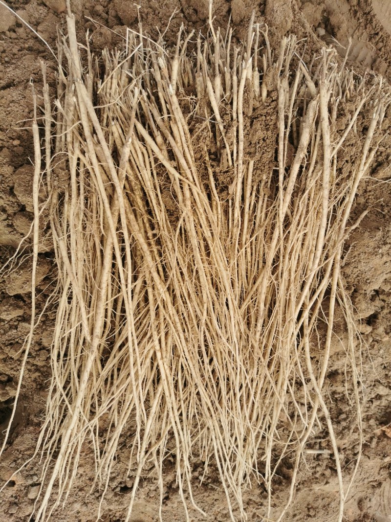 甘肃本地关防风苗