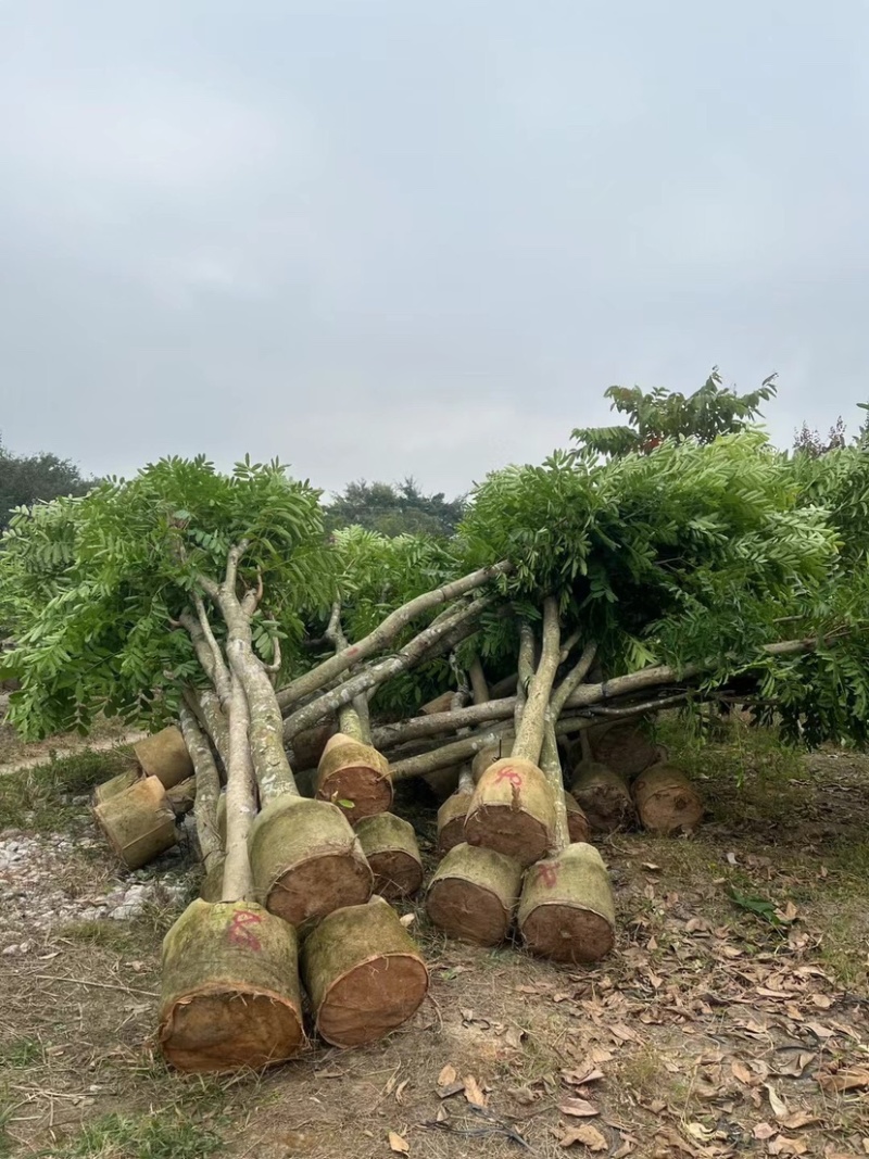 桃花心木基地直销规格齐全质量优欢迎老板前来咨询合作