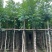 桃花心木基地直销规格齐全质量优欢迎老板前来咨询合作