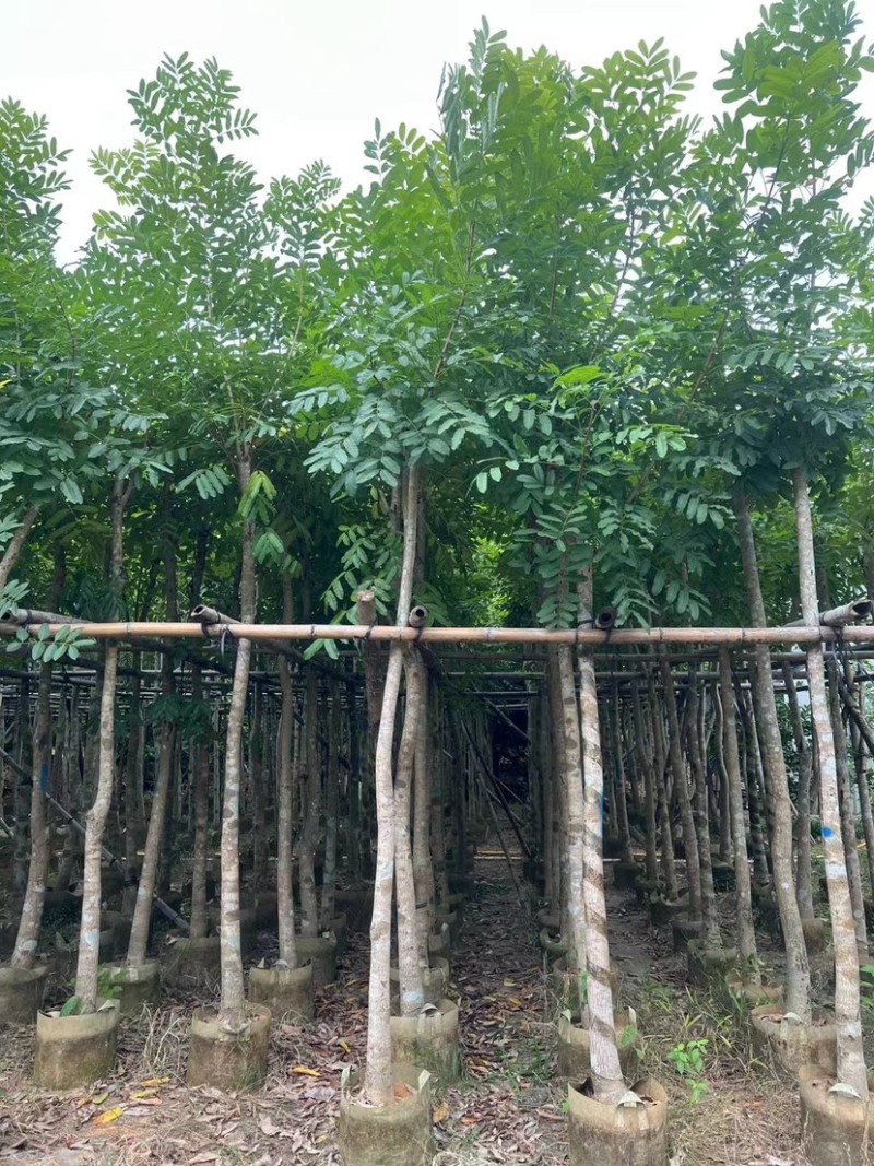 桃花心木基地直销规格齐全质量优欢迎老板前来咨询合作