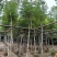 桃花心木基地直销规格齐全质量优欢迎老板前来咨询合作