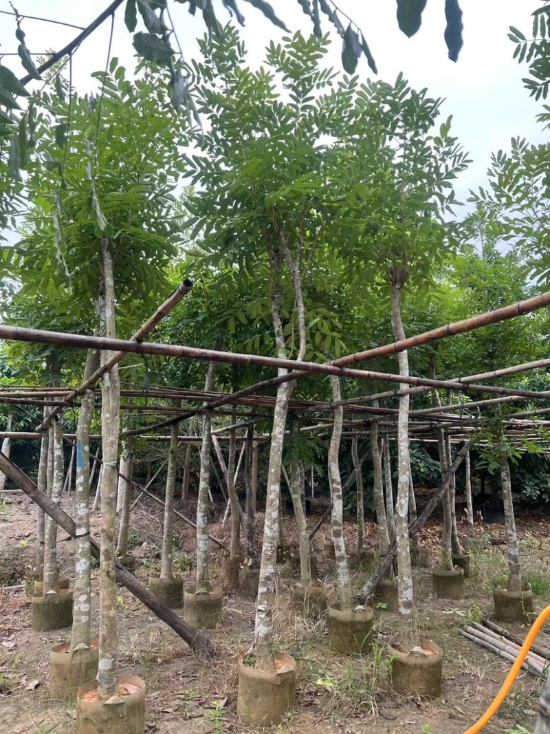 桃花心木基地直销规格齐全质量优欢迎老板前来咨询合作