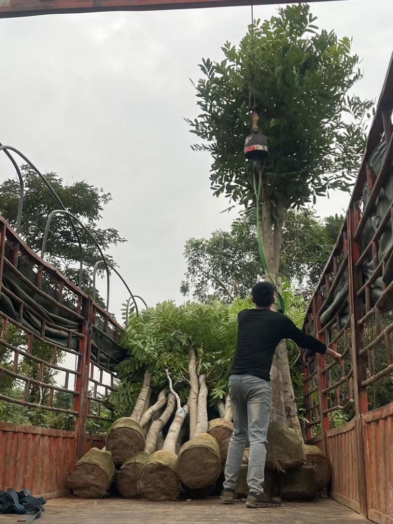 桃花心木基地直销规格齐全质量优欢迎老板前来咨询合作