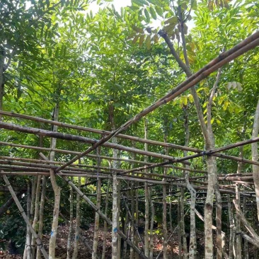 桃花心木基地直销规格齐全质量优欢迎老板前来咨询合作