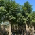 火焰木基地直销规格齐全质量优欢迎老板来电咨询合作