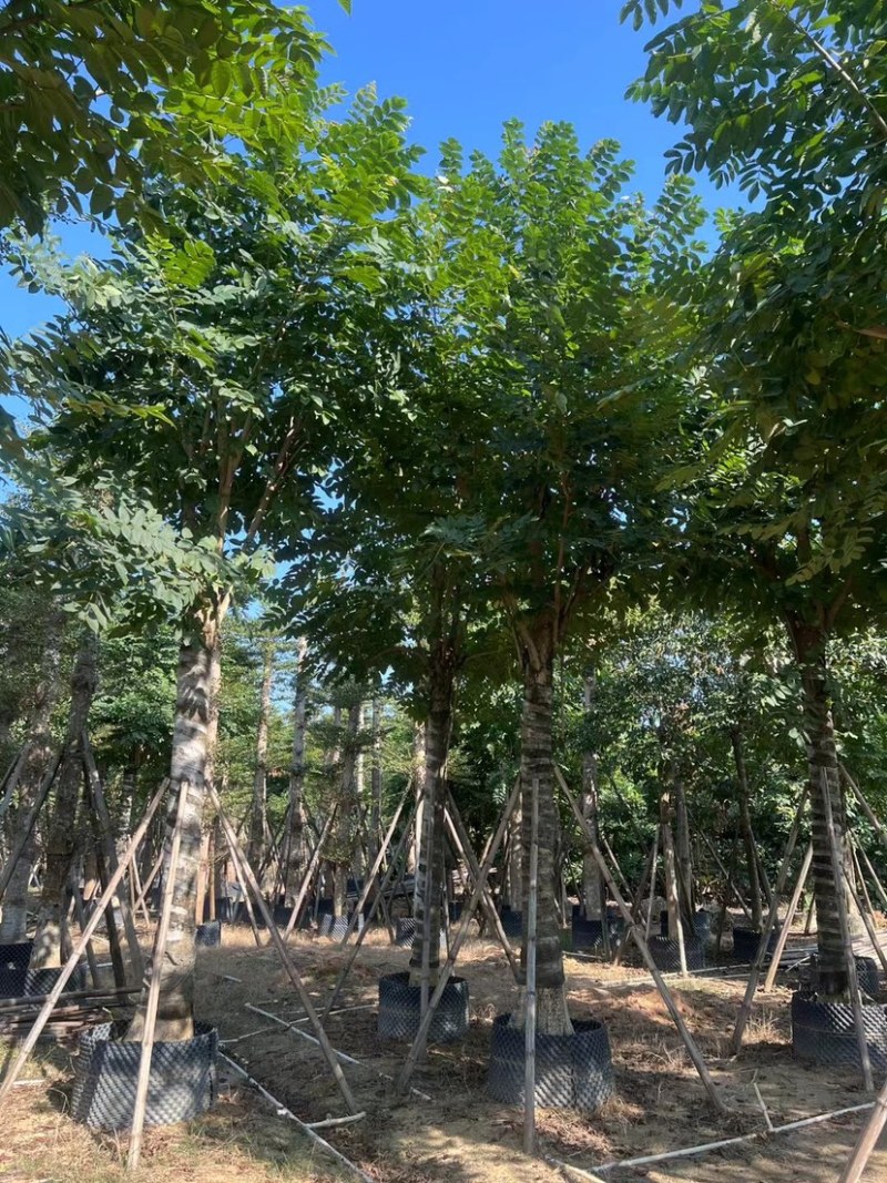 火焰木基地直销规格齐全质量优欢迎老板来电咨询合作